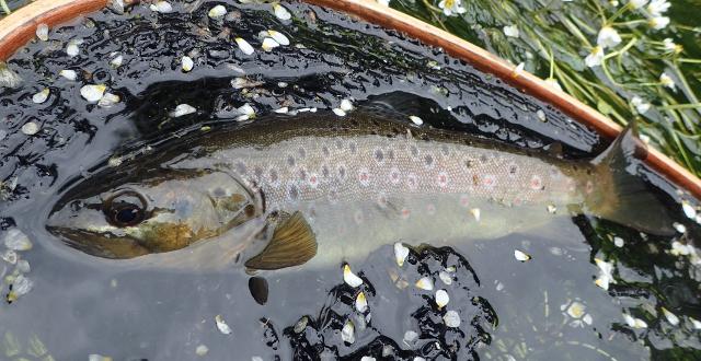 peche truite 63