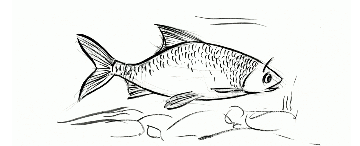 Concours de pêche au feeder