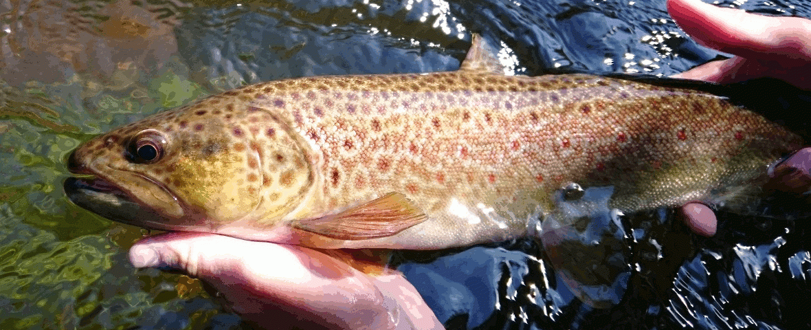 peche truite ouverture 2019