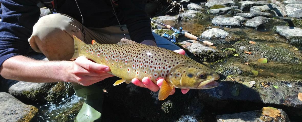 Guidage offert - pêche de la truite