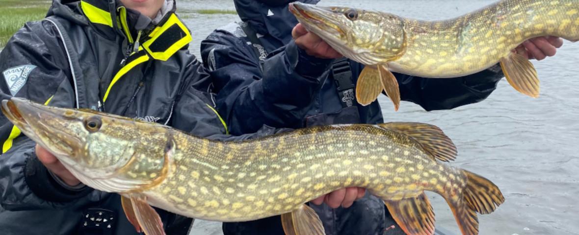 Ouverture du brochet samedi 30 avril - Fédération de pêche de  Meurthe-et-Moselle