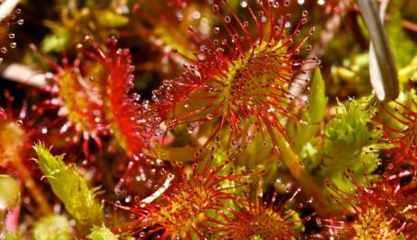 Drosera