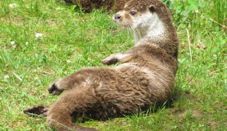 Loutre