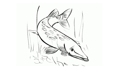 carnass