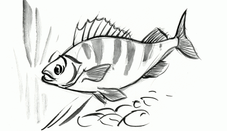 Concours de Pêche des carnassiers - Iloa