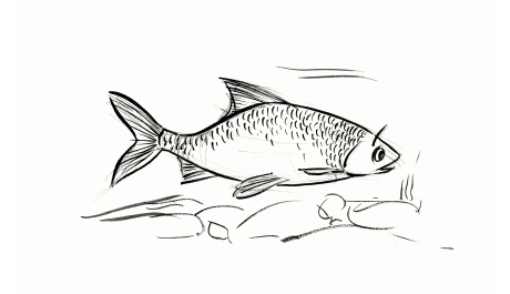 Concours de Pêche à la Carpe de nuit - La Croix Percée