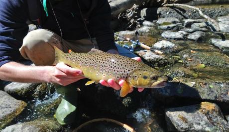 Guidage offert - pêche de la truite