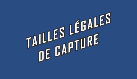 Tailles légales - image