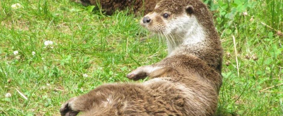 loutre